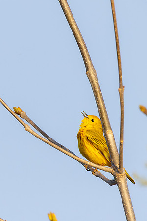 _S235502-Yellow Warbler copy
