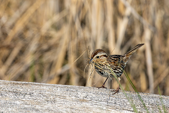 _S234157-Song Sparrow wtih Grass copy