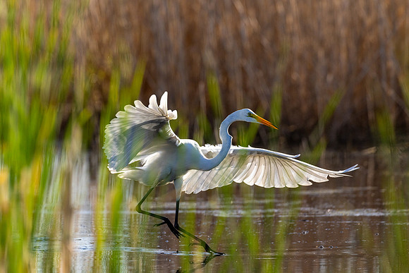 CMS_0031-Egret Wing Spread