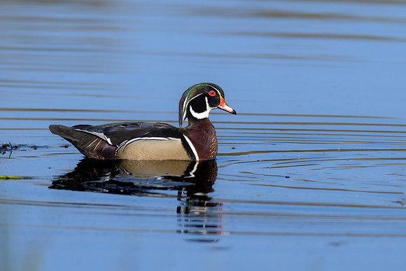 _S233531 Wood Duck - sharp copy
