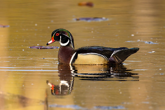 _S233492-Wood Duck - Nice copy