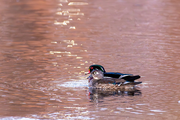_S233386-Wood Ducks copy