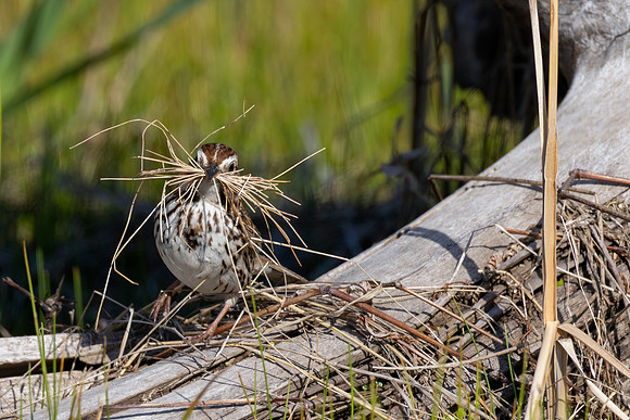 _S234125-Song Sparrow with Grass copy