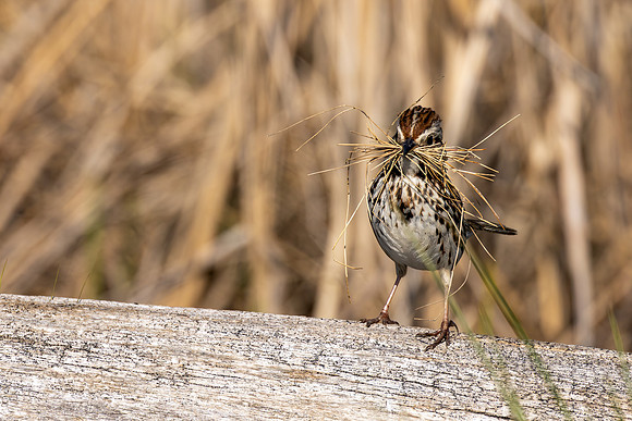 _S234154-Song Sparrow with grass in beack copy