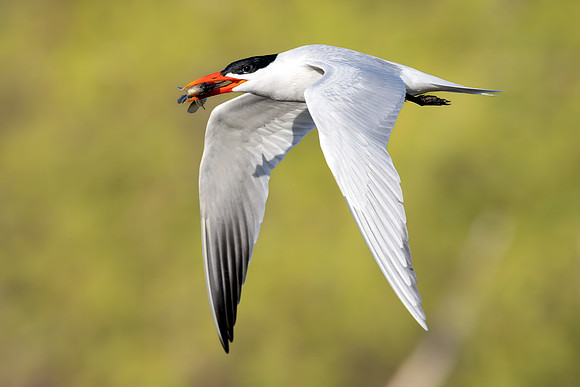 _S233041-Tern and Fish copy