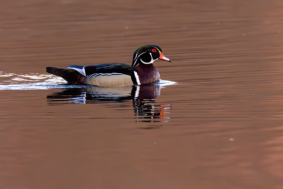 _S233573 Wood Duck copy