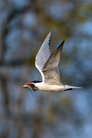 _S232274-Tern and Fish copy