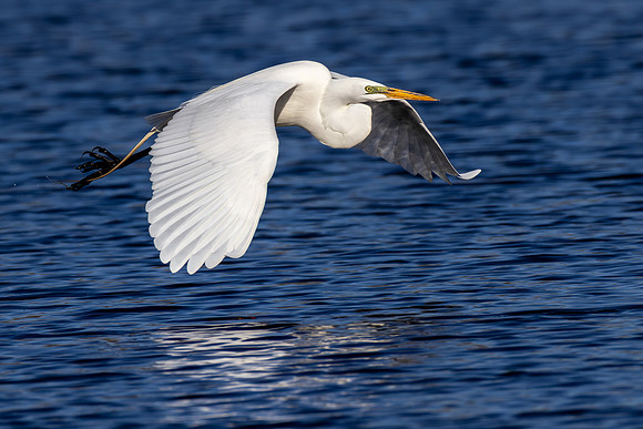 _S231826-Egret in Flight copy