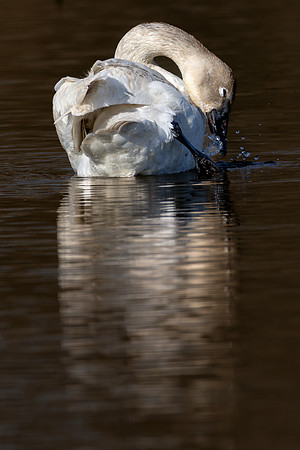 _S232932-Trumpet Swan copy