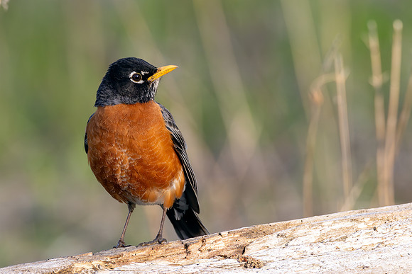 _S232875-Spring Robin copy
