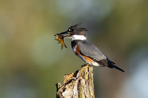 CMS_8268-Kingfisher with Catch - Nice copy
