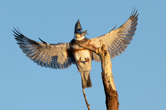 CMS_7867-Kingfisher Landing wtih Fish copy
