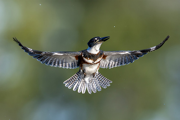 Kingfisher in Flight CMS_8530