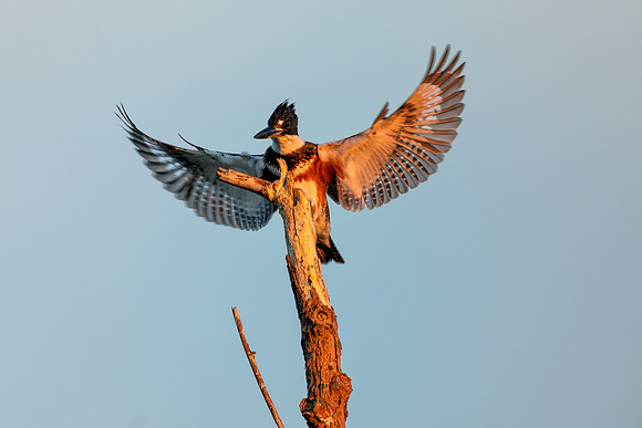 King of the Tree - CMS_7585