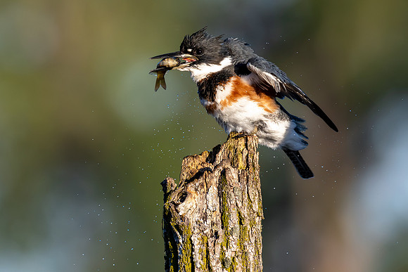 CMS_8295-Kingfisher and Fish - Nice copy