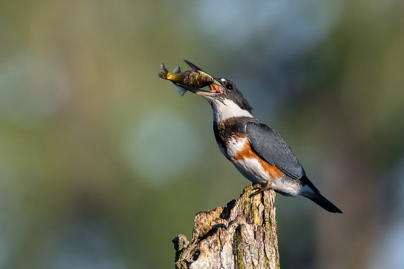CMS_8326-Kingfisher anc Catch - Nice copy
