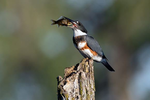 CMS_8342-Kingfisher and Catch - Nice copy