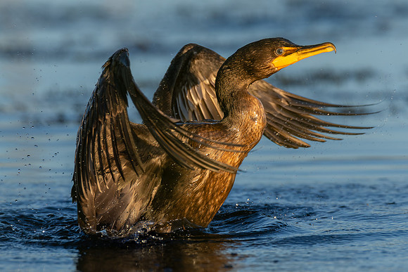 CMS_8097 Cormorant Wingspread copy