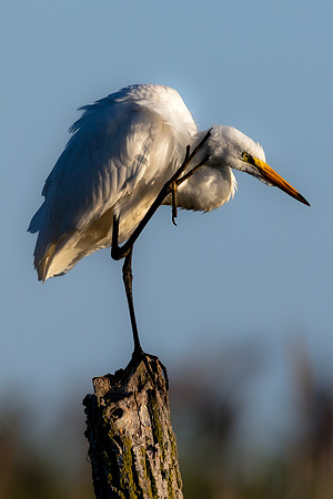 CMS_0020-Egret Scratching Ear