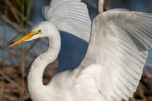 CMS_0204-Egret Closeup