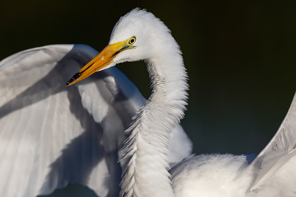 CMS_0253-Egret Close Up