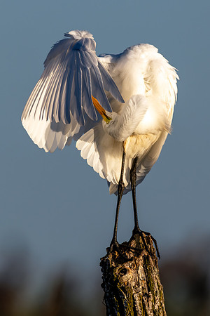 CMS_0046-Egret Deodorant Check