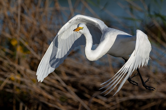 CMS_0232-Egret Flight copy