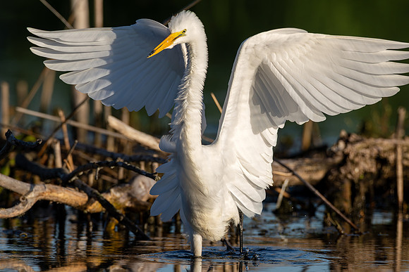 CMS_0180-Egret Wing Spead