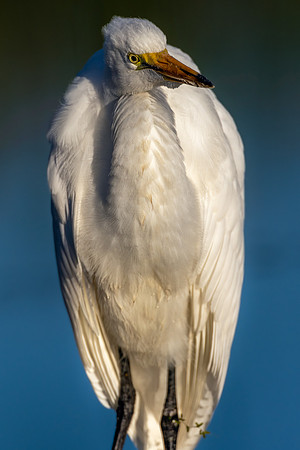 CMS_0382-Egret Portrait Closeup copy