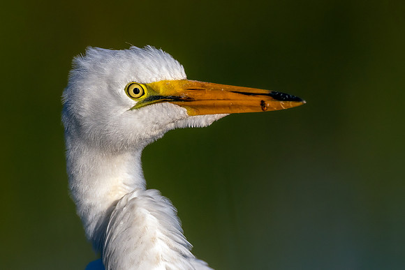CMS_0360-Egret Face