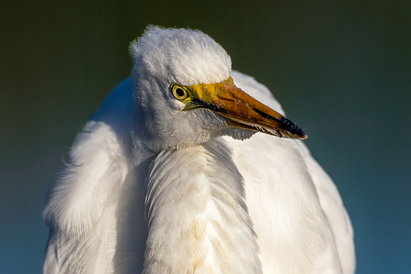 CMS_0382-Egret Portrait