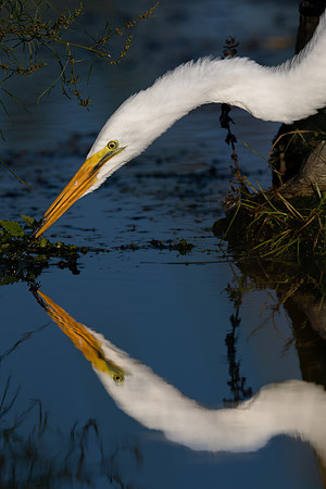 CMS_0700-Egret Mirrorred
