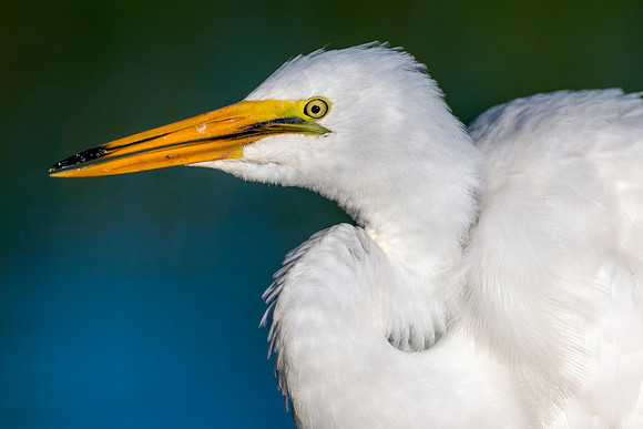 CMS_0507-Egret Face Closeup