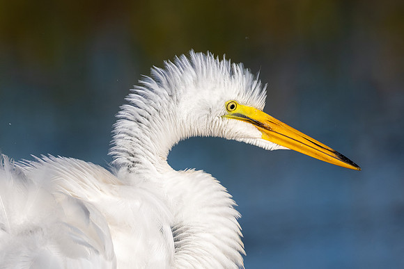 CMS_1158-Egret Ruffling Feathers Crop of Head