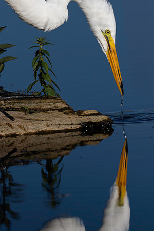 CMS_1103-Egret Mirror with Drip