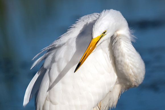 CMS_1141-Egret on Log crop