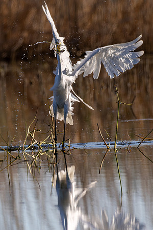CMS_2487-Egret Catch in Air