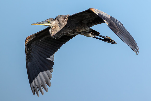 CMS_2760-Bllue Heron Flight