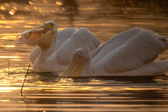 CMS_2746-Pelican Fish - Ver 3