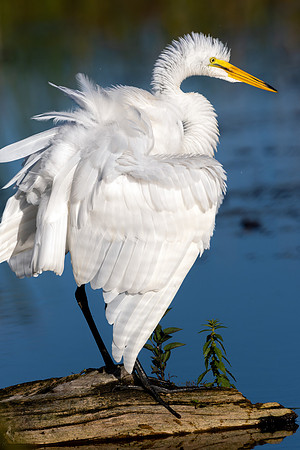 CMS_1158-Egret Ruffling Feathers
