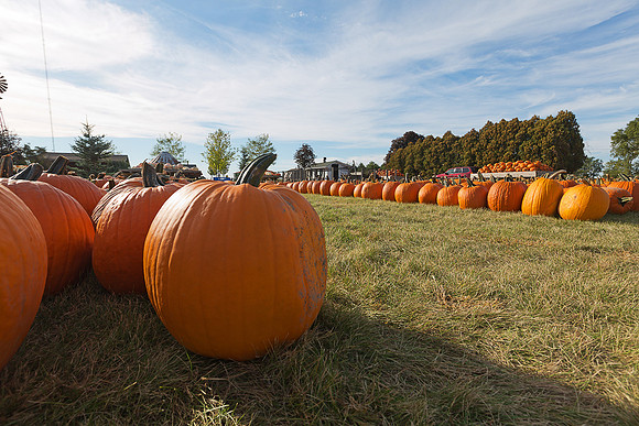 Giant Pumpkins for Sale