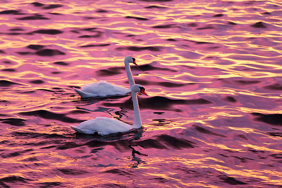 Mute Swans with Sunset Reflections