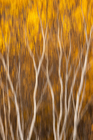 SB-303 Birch Abstract in Autumn