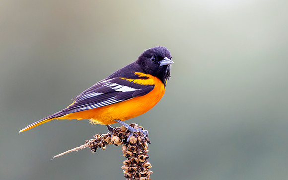 CS233451-B Oriole