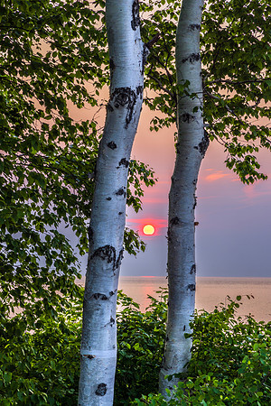 UP-774 _S231228 Sunset Among the Birches