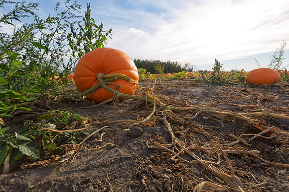 Giant Pumpkins for Sale