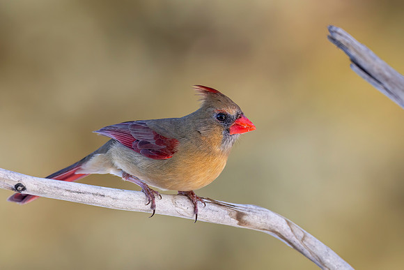 CMS_4793-female Cardinal