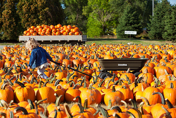 At Johnson's Giant Pumpkin Farm