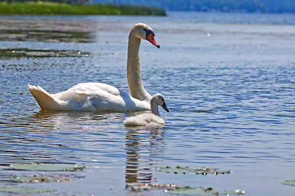 Mute Swan and baby