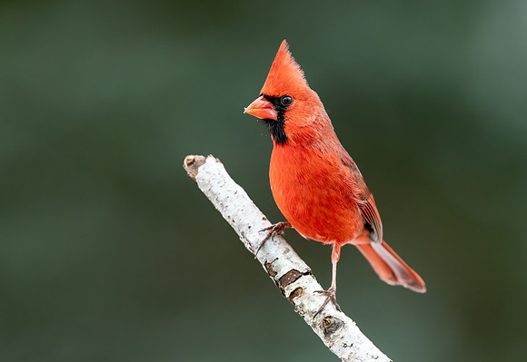 CS235469-Cardinal - Male